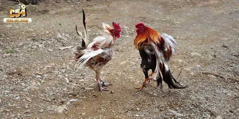 Bí quyết để chọn kèo đá gà hiệu quả
